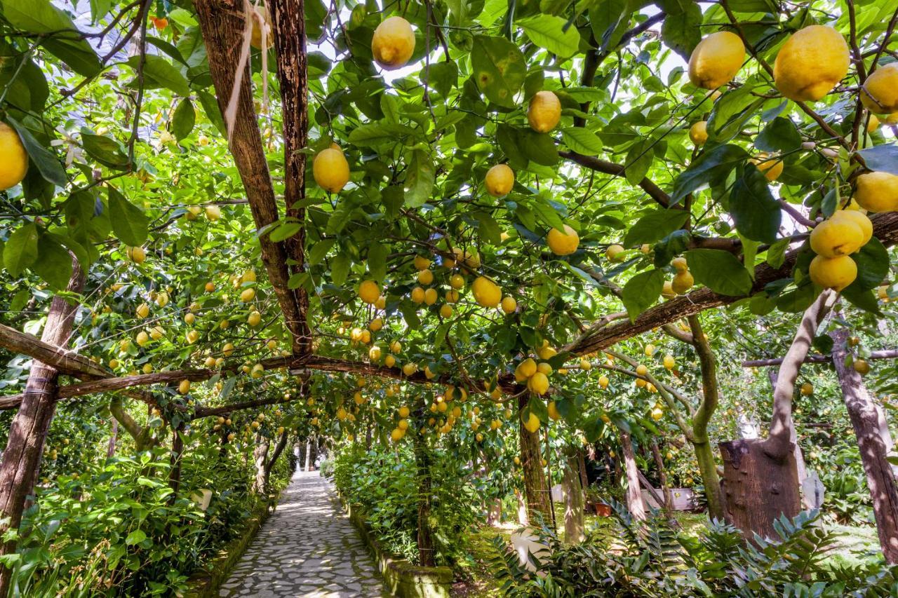 Villa Maresca B&B Piano di Sorrento Zewnętrze zdjęcie